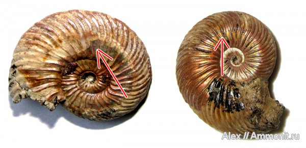 аммониты, юра, микроконхи, келловей, Quenstedtoceras, Quenstedtoceras lamberti, Ammonites, Quenstedtoceratinae, Wrinkle layer, морщинистый слой, Microconchs, Supracephalic attachment area, Callovian, Jurassic, Middle Jurassic