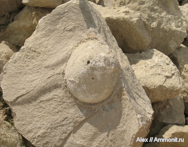 карбон, губки, нижний карбон