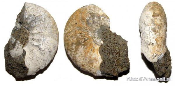 аммониты, юра, Kosmoceras, макроконхи, келловей, устье, Kosmoceratidae, Ammonites, Macroconchs, Callovian, Jurassic, Middle Jurassic