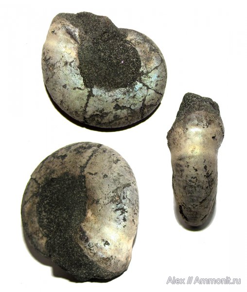 аммониты, юра, волжский ярус, Еганово, Craspedites, устье, Ammonites, Craspeditidae, Volgian, Jurassic