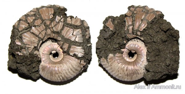 аммониты, юра, келловей, Pseudocadoceras, Ammonites, Wrinkle layer, Supracephalic attachment area, Callovian, Jurassic, Middle Jurassic