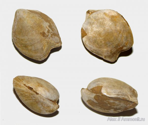 брахиоподы, юра, келловей, Никитино, Zeilleria, Terebratulida, Callovian, Jurassic, Middle Jurassic