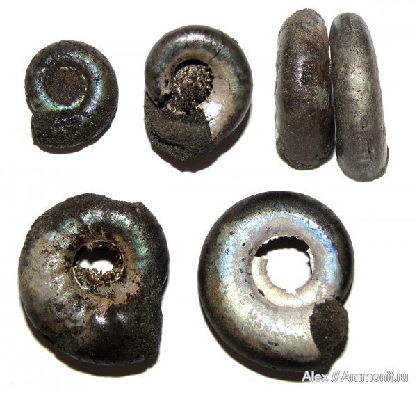аммониты, юра, Kachpurites, волжский ярус, Kachpurites fulgens, Ammonites, Garniericeratinae, Volgian, Jurassic