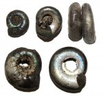 Толстые Kachpurites fulgens