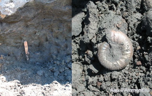 макроконхи, Kachpurites, Еганово, Kachpurites fulgens, Garniericeratinae, Macroconchs, Volgian