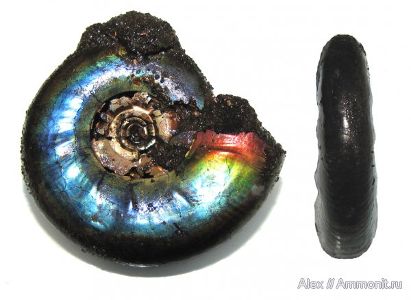 аммониты, юра, микроконхи, Kachpurites, волжский ярус, Мневники, Kachpurites fulgens, устье, Ammonites, Microconchs, Garniericeratinae, Volgian, Jurassic