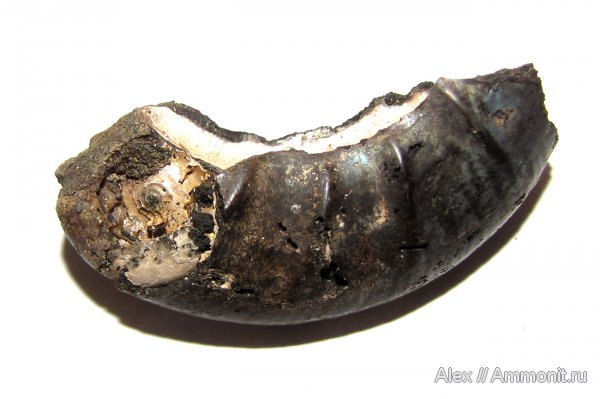 аммониты, юра, Kachpurites, волжский ярус, Kachpurites fulgens, Ammonites, Volgian, Jurassic