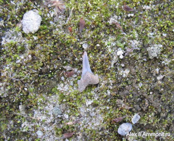 мел, сеноман, зубы акул, Archaeolamna, Никольское, Cenomanian, Cretaceous, shark teeth