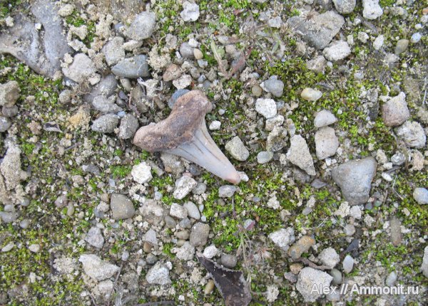 мел, сеноман, зубы акул, Cretoxyrhina, Cretoxyrhina denticulata, Никольское, Cenomanian, Cretaceous, shark teeth