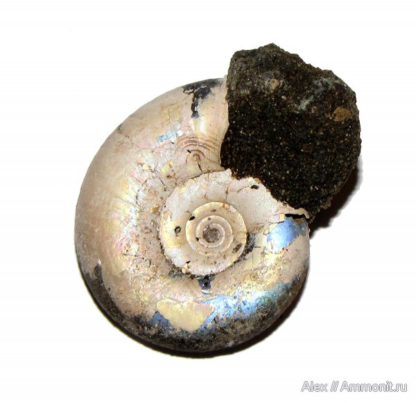 юра, Kachpurites, волжский ярус, Kachpurites fulgens, зона Kachpurites fulgens, Garniericeratinae, Volgian, Jurassic