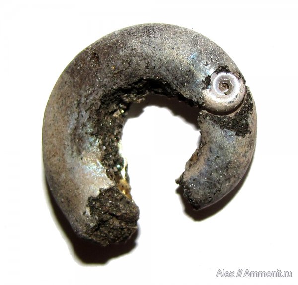 аммониты, юра, Kachpurites, волжский ярус, Мневники, Kachpurites fulgens, Ammonites, Volgian, Jurassic