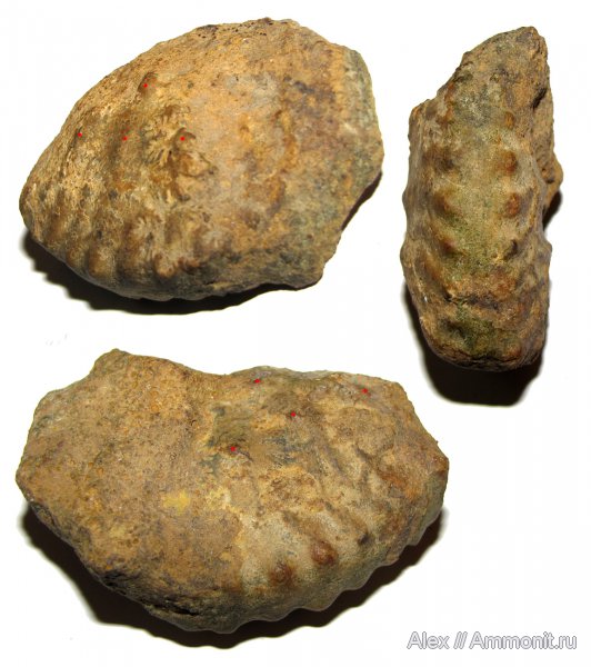 аммониты, мел, ?, Ammonites, Cretaceous