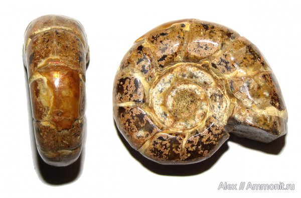 аммониты, мел, Мадагаскар, Ammonites, Eogaudryceras, Gaudryceratidae, Lytoceratina, Eogaudryceras umbilicostriatus, Eotetragonites, Cretaceous
