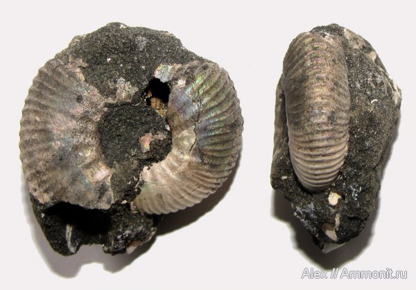 аммониты, юра, волжский ярус, Мневники, Craspedites, Ammonites, Craspeditidae, Volgian, Jurassic