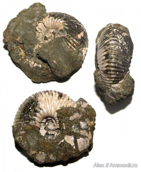 аммониты, юра, келловей, Cadoceras, Cadoceratinae, Cardioceratidae, Ammonites, Ужовка, Болдино, Callovian, Jurassic, Middle Jurassic