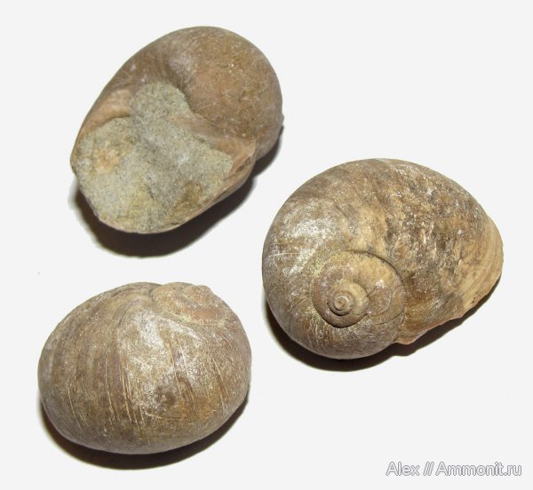 гастроподы, мел, Natica, Natica gaultina, Cretaceous