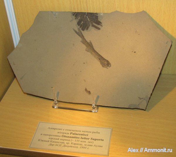 юра, рыбы, ГГМ РАН, Otozamites, Palaeonisci, Jurassic, fish