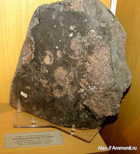юра, оксфорд, Amoeboceras, Amoeboceras ilovaiskii, Oxfordian, Jurassic