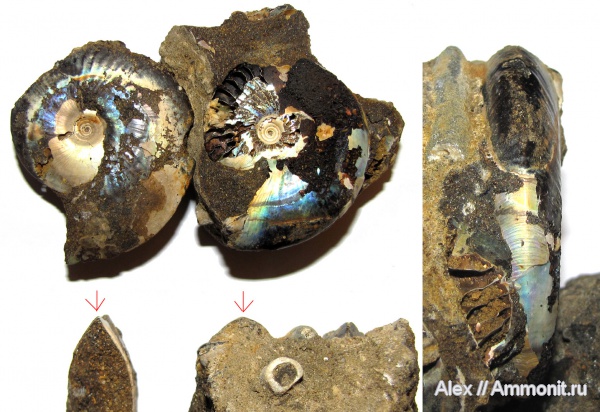 аммониты, юра, Garniericeras, Garniericeras catenulatum, Garniericeras interjectum, волжский век, Ammonites, Garniericeratinae, Volgian, Jurassic