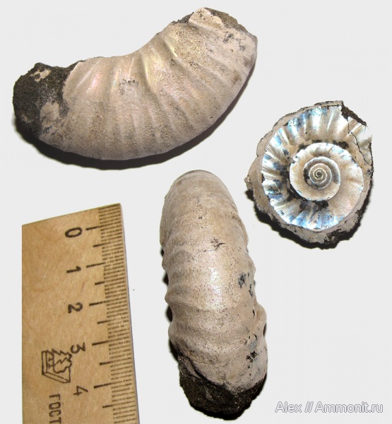 макроконхи, Kachpurites, Kachpurites fulgens, Subcraspedites, Macroconchs, Volgian