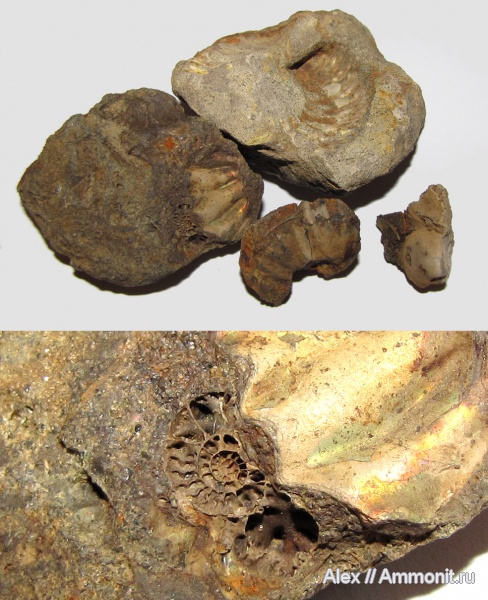 аммониты, мел, Фили, Ammonites, Cretaceous