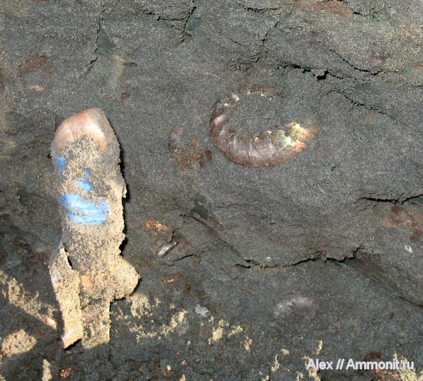 аммониты, юра, Kachpurites, волжский ярус, Kachpurites fulgens, Ammonites, Garniericeratinae, Volgian, Jurassic