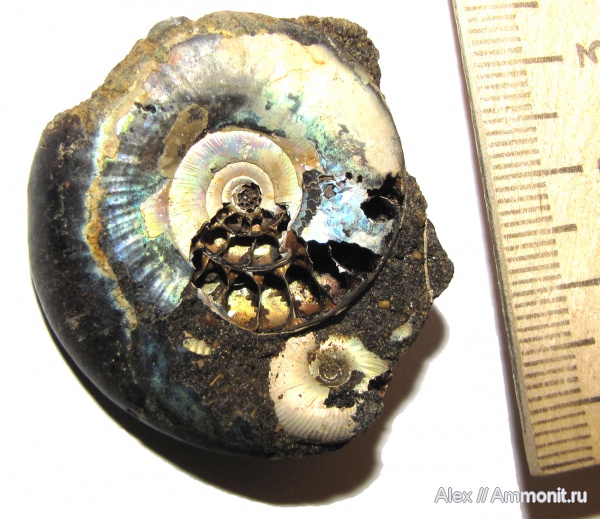 аммониты, юра, Kachpurites, Craspedites, волжский век, Ammonites, Kachpurites cheremkhensis, Garniericeratinae, Volgian, Jurassic