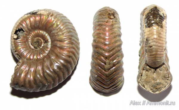 аммониты, юра, келловей, Дубки, Vertumniceras, Vertumniceras angulatum, Cardioceratidae, Ammonites, Quenstedtoceratinae, Callovian, Jurassic, Middle Jurassic