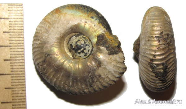 аммониты, юра, волжский ярус, Craspedites, Ammonites, Craspeditidae, Volgian, Jurassic