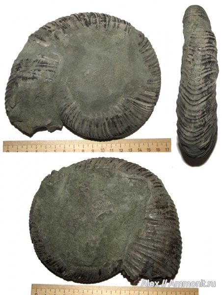 аммониты, Virgatites, макроконхи, волжский ярус, Virgatites virgatus, Virgatites larisae, Ammonites, Macroconchs, Volgian