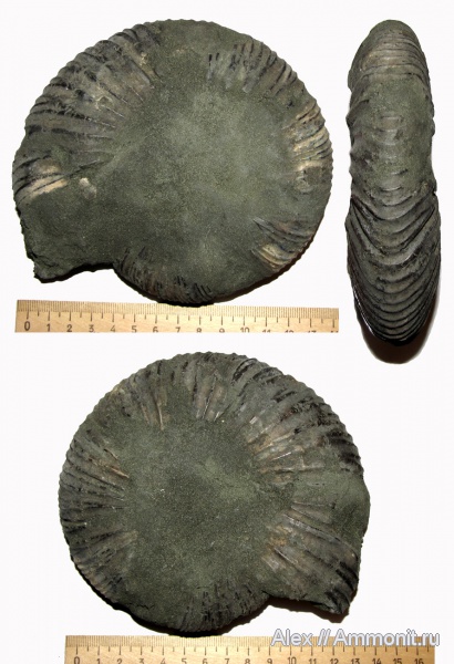 аммониты, Virgatites, макроконхи, волжский ярус, Virgatites virgatus, Ammonites, Macroconchs, Volgian
