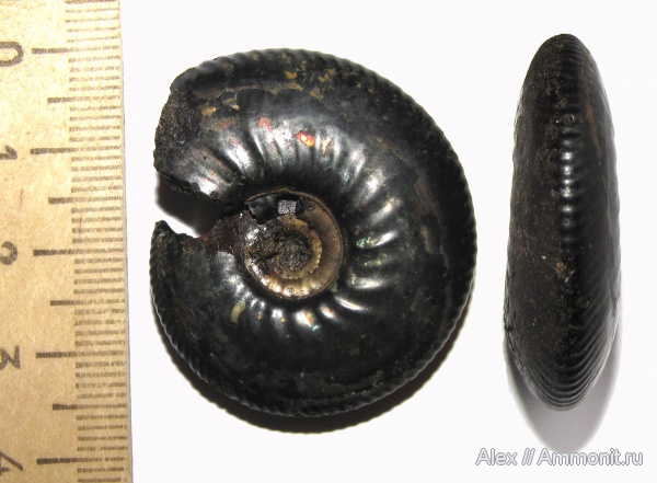 аммониты, юра, волжский ярус, Craspedites, Craspedites nekrassovi, Ammonites, Craspeditidae, Volgian, Jurassic