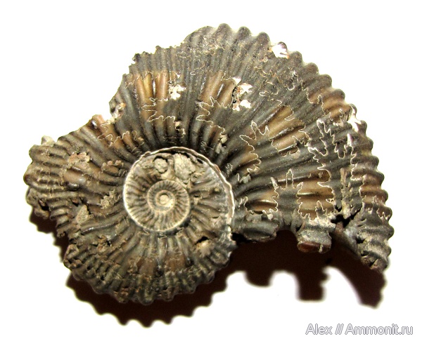 аммониты, юра, Kosmoceras, келловей, пирит, Дубки, Ammonites, Callovian, Jurassic, Middle Jurassic