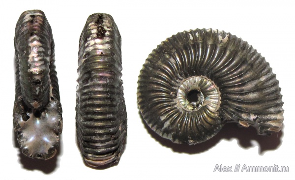 аммониты, юра, оксфорд, Марково, прижизненные повреждения, Ammonites, ammonoid sublethal injuries, forma circumdata, Oxfordian, Jurassic