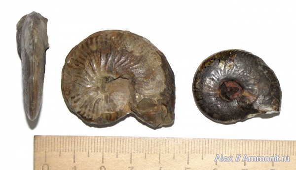 аммониты, юра, музеи, Ammonites, Leioceras, МЗ МГУ, Jurassic