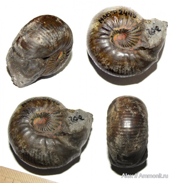 аммониты, юра, музеи, байос, устье, Ammonites, МЗ МГУ, Sphaeroceras, Sphaeroceratidae, Bajocian, Jurassic