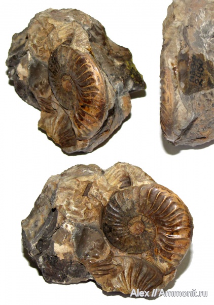 аммониты, юра, музеи, Ammonites, Ludwigia, Graphoceratidae, МЗ МГУ, Ludwigia concawa, Jurassic