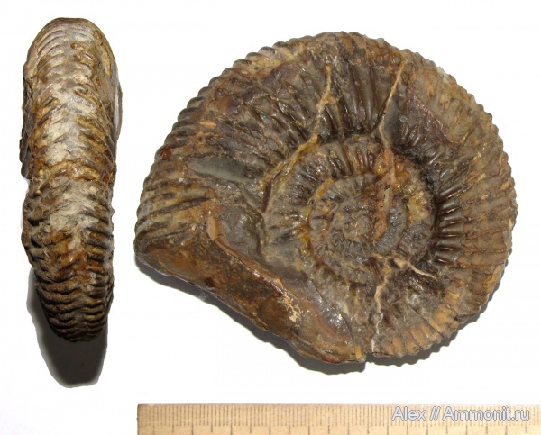 аммониты, юра, музеи, Parkinsonia, Ammonites, Дагестан, Parkinsonia parkinsoni, МЗ МГУ, Jurassic