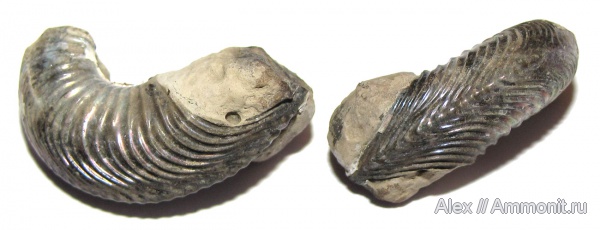 аммониты, юра, Cardioceras, оксфорд, устье, Cardioceratidae, Ammonites, вентральный ростр, Oxfordian, Jurassic, ventral rostrum