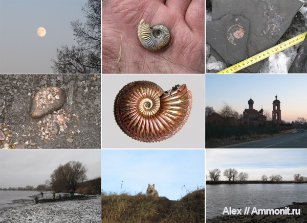 оксфорд, Марково, Amoeboceras, Oxfordian