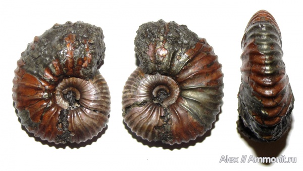 аммониты, юра, микроконхи, келловей, Pseudocadoceras, Ammonites, Microconchs, Callovian, Jurassic, Middle Jurassic