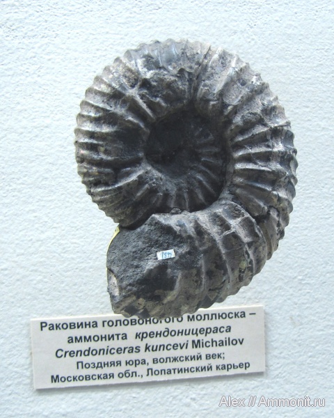 аммониты, юра, музеи, ПИН, волжский век, Ammonites, Volgian, Jurassic