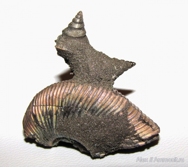аммониты, гастроподы, юра, оксфорд, Perisphinctidae, Ammonites, Aporrhaidae, Bicorempterus pseudopellati, Bicorempterus, Subdiscosphinctes, Oxfordian, Jurassic