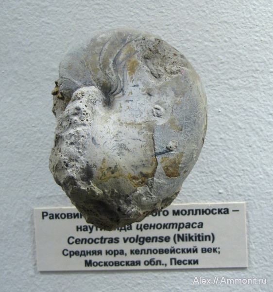 юра, Пески, музеи, ПИН, келловей, Cenoceras, Cenoceras wolgensis, Nautilida, Nautilidae, Callovian, Jurassic, Middle Jurassic