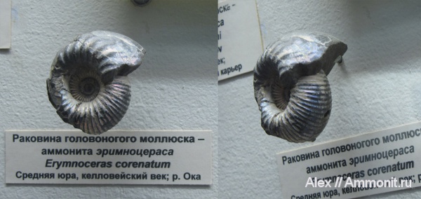 аммониты, юра, музеи, ПИН, келловей, Cadoceras, Ammonites, Callovian, Jurassic, Middle Jurassic
