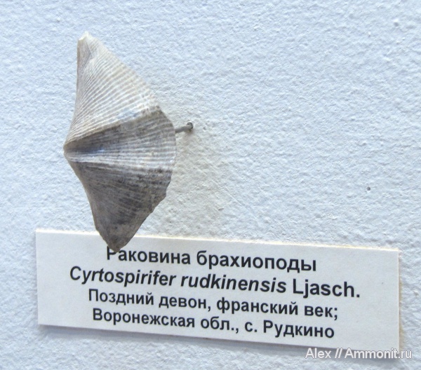 брахиоподы, девон, музеи, ПИН, Devonian, Cyrtospirifer, Cyrtospirifer rudkinensis