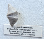 Cyrtospirifer rudkinensis