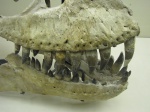 Зачем тарбозавру отверстия в челюсти?