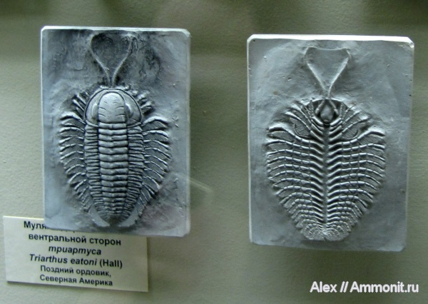 трилобиты, Triarthrus eatoni, Triarthrus