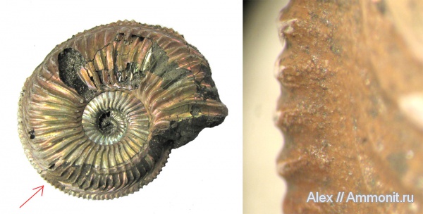 аммониты, юра, оксфорд, Amoeboceras, Cardioceratidae, Ammonites, Wrinkle layer, морщинистый слой, Supracephalic attachment area, Oxfordian, Jurassic